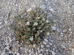 Sabulina nuttallii