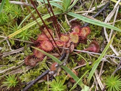 Drosera rotundifolia