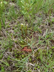Drosera rotundifolia