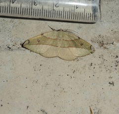 Hypochrosis hyadaria