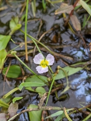 Baldellia ranunculoides