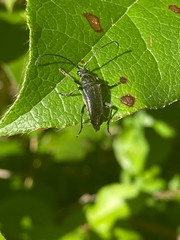 Lepturopsis dolorosa