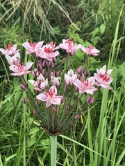 Butomus umbellatus