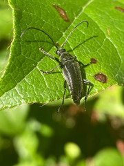 Lepturopsis dolorosa