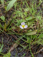 Baldellia ranunculoides