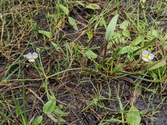 Baldellia ranunculoides