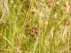 Juncus fontanesii