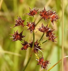 Juncus fontanesii