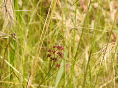 Juncus fontanesii