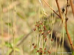 Juncus fontanesii