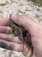 Holbrookia subcaudalis