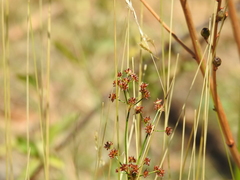 Juncus fontanesii