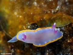 Felimida purpurea