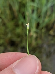 Isolepis fluitans