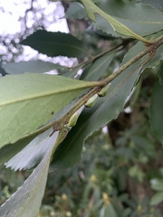 Alchisme rubrocostata