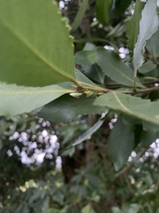 Alchisme rubrocostata