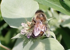 Apis mellifera