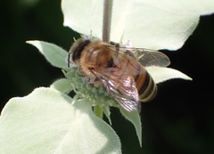 Apis mellifera