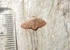 Lophophleps phoenicoptera