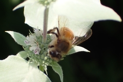 Apis mellifera