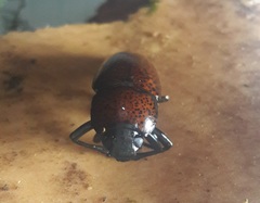 Pselaphacus nigropunctatus