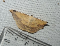 Luxiaria phyllosaria