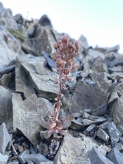 Sedum sanhedrinum
