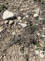 Boerhavia linearifolia