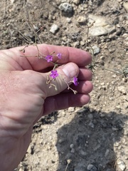 Boerhavia linearifolia