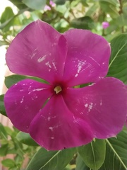 Catharanthus roseus