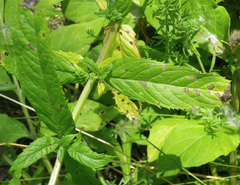 Mentha spicata