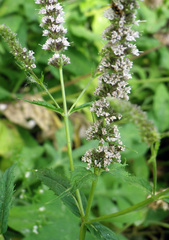 Mentha spicata