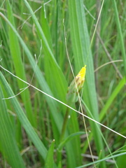 Scorzonera parviflora