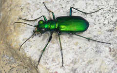 Cicindela denikei