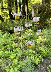 Lilium kelloggii
