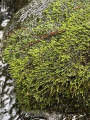 Platylomella lescurii