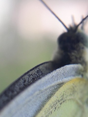 Pieris