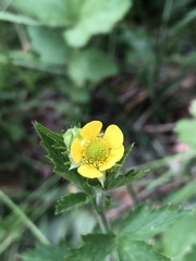 Geum macrophyllum perincisum