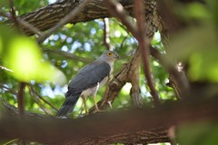 Accipiter tachiro
