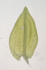 Platylomella lescurii