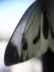 Pieris
