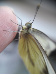 Pieris