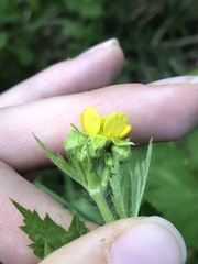 Geum macrophyllum perincisum