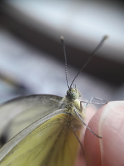 Pieris