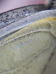 Pieris
