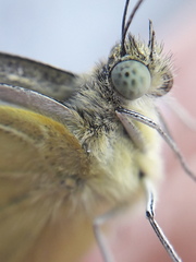 Pieris