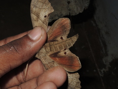 Marumba dyras