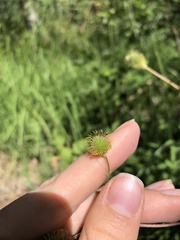 Geum macrophyllum perincisum