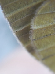Pieris