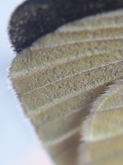 Pieris